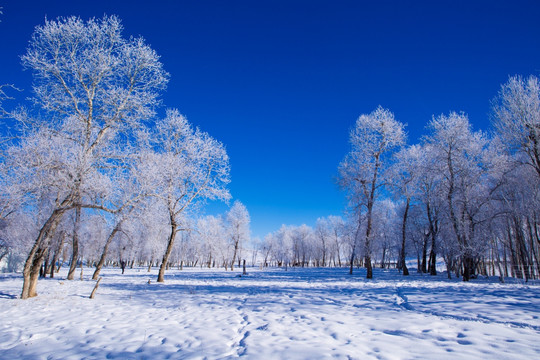 雾凇 树林 雪景