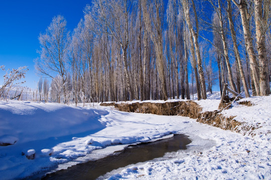 雪景 树林