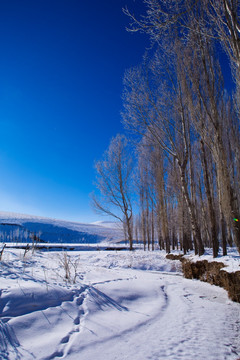 雪景 树林