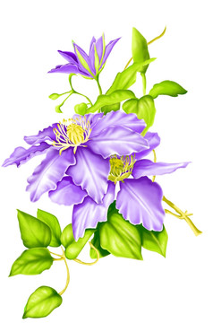 紫花（精細(xì)分層）