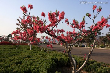 路边的花朵