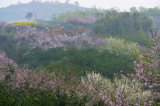 桃花