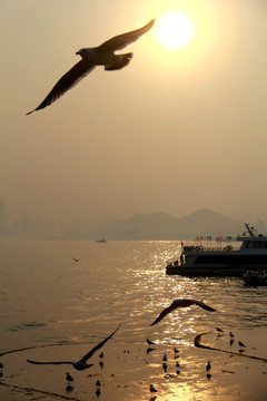 飞翔的海鸥