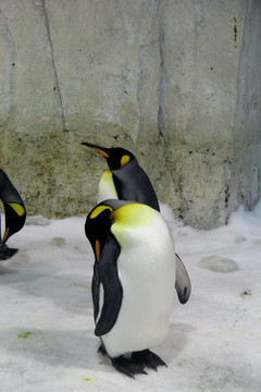 南极动物企鹅