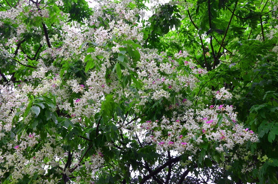 仪花开花很美