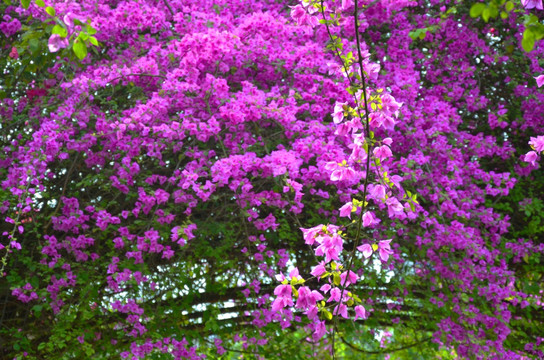 三角梅 九重葛 三角花 叶子花