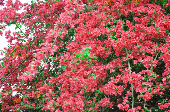 三角梅 九重葛 三角花 叶子花