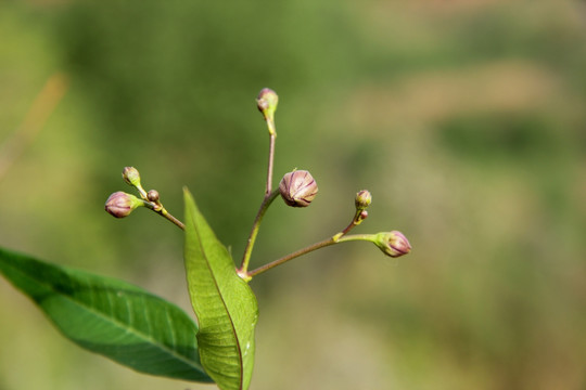 小草果