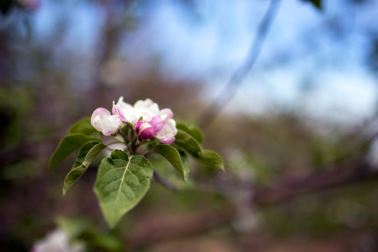 苹果花