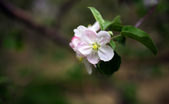 苹果花