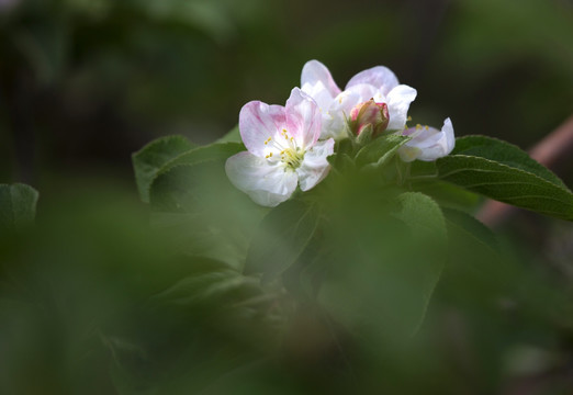 苹果花