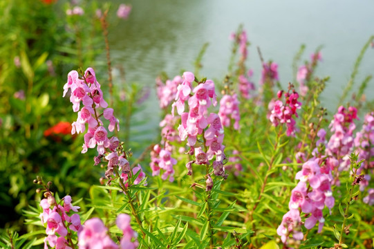 湖边紫色花草植物