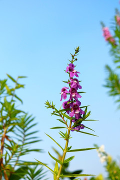 紫色花植物