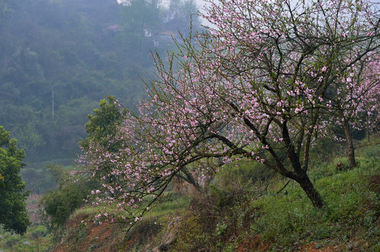 桃花