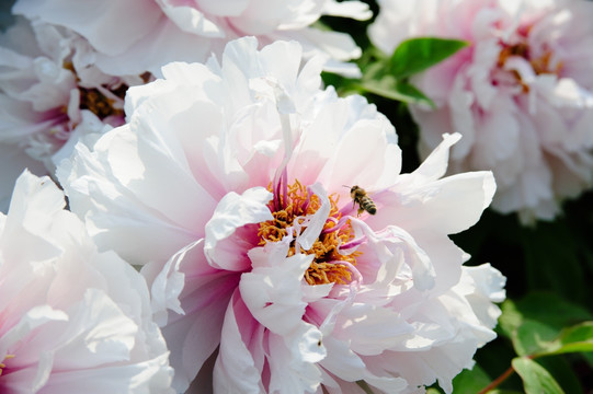 粉牡丹花 蜜蜂