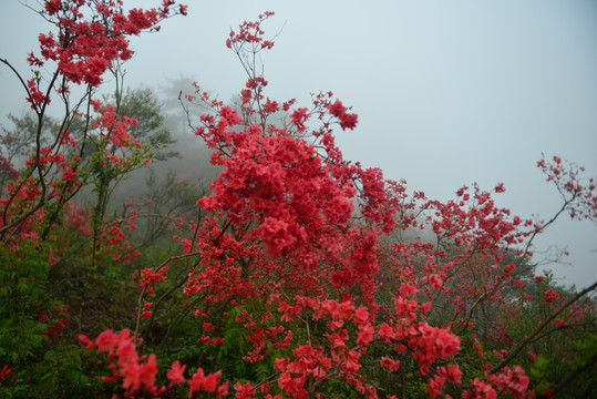 杜鹃花