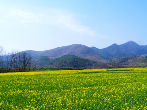 开满油菜花的田野