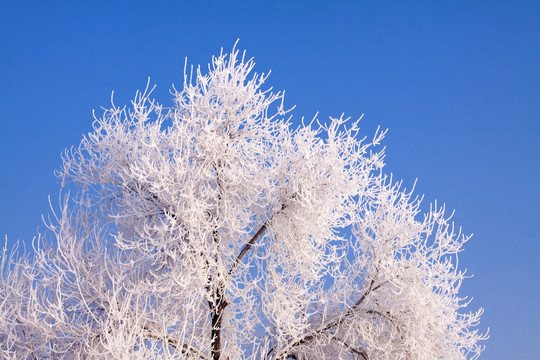 冰雪雾凇