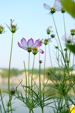 波斯菊