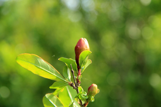 石榴花蕾