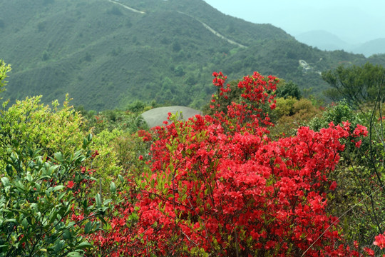 山里杜鹃