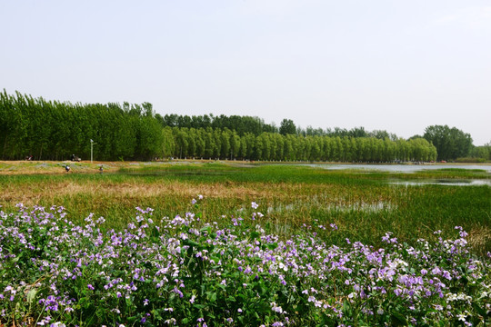 北京长沟湿地景色