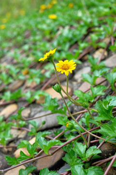 野菊花