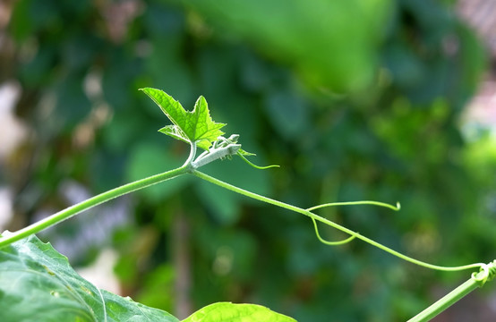 幼芽