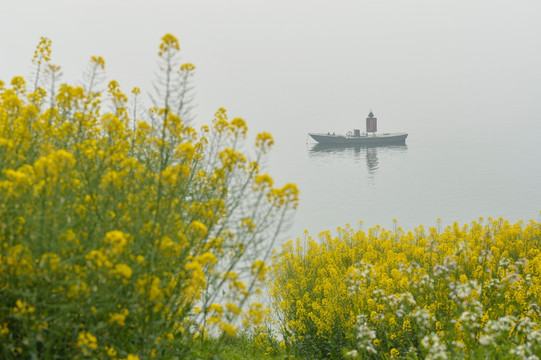 油菜花