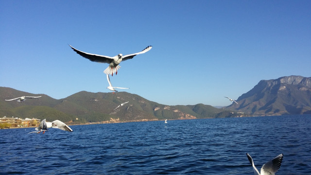 海鸥畅游