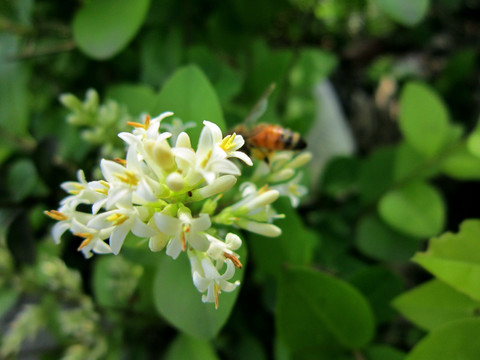 蜜蜂采蜜