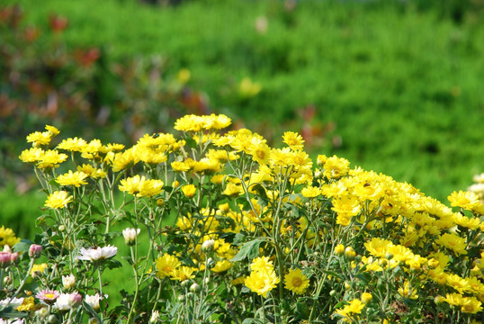 野菊花