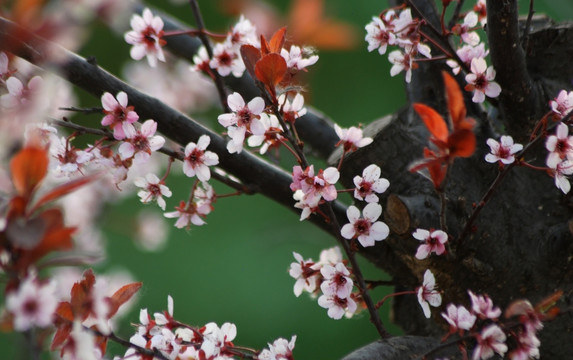 桃花 春花 春色