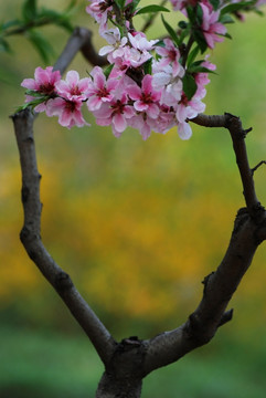 桃花 春花 春色