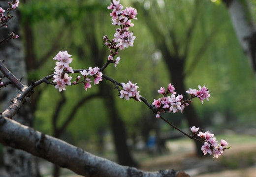 桃花 春花 春色