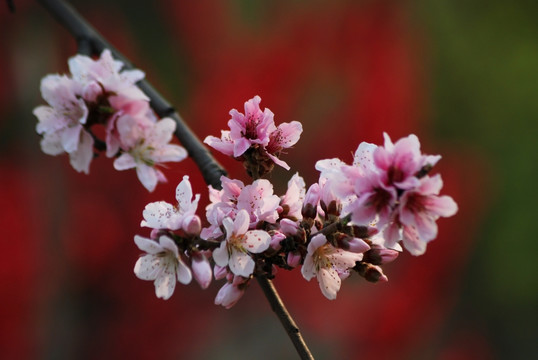 桃花 春花 春色