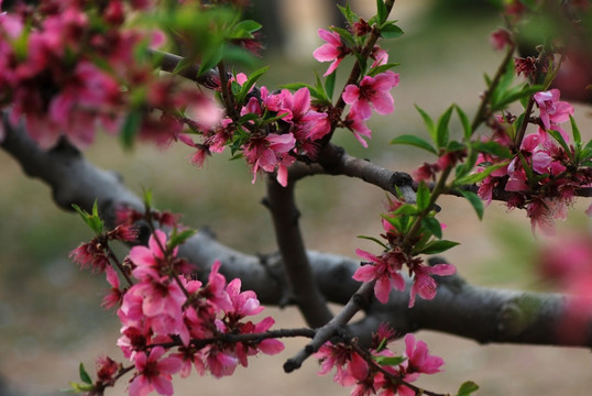 桃花 春花 春色