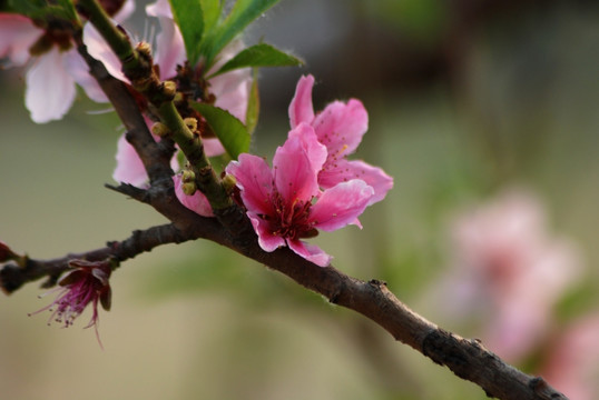 桃花 春花 春色