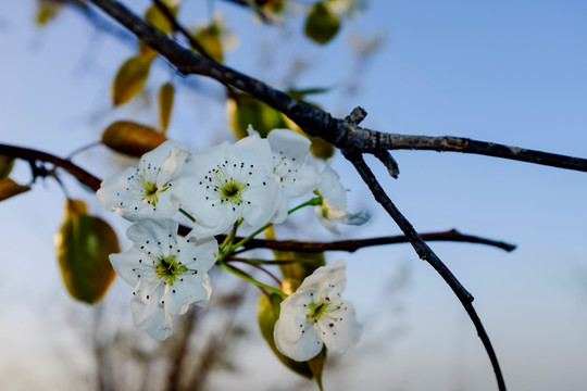 苹果花