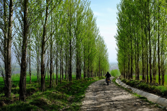 乡间小路