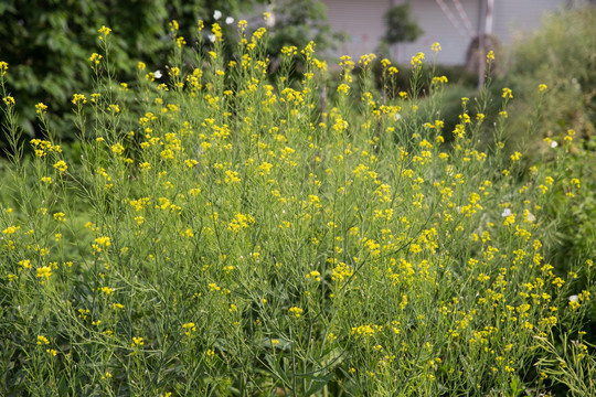 油菜花