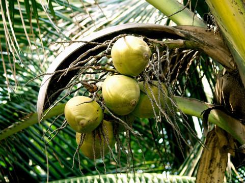 椰子树图片