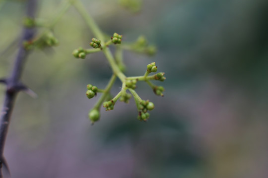 微距摄影嫩花椒