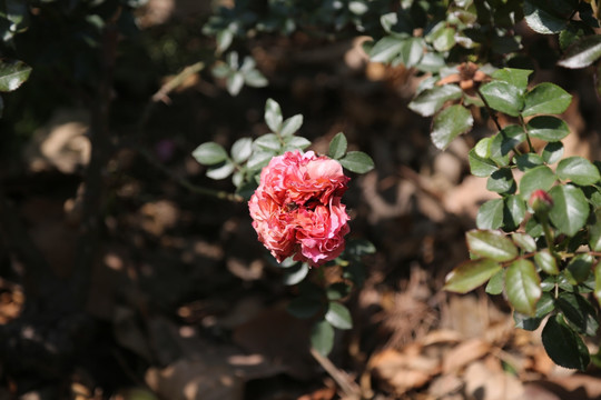 花田中的月季花