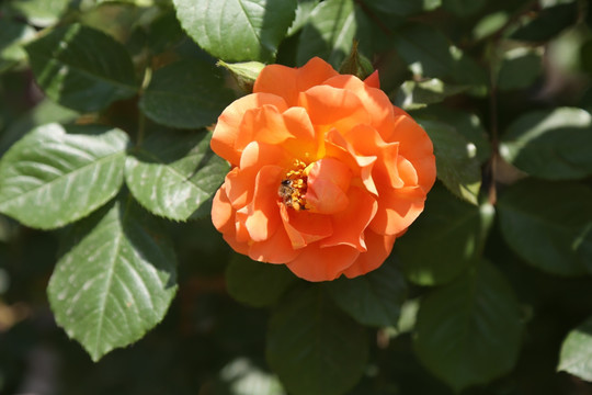花荫中的小蜜蜂