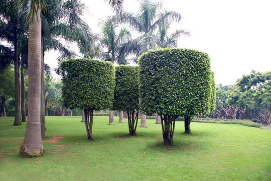 绿植造型