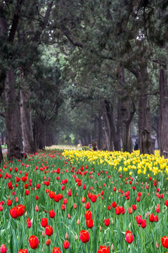 郁金香花