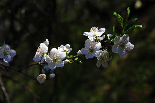 野樱桃李花