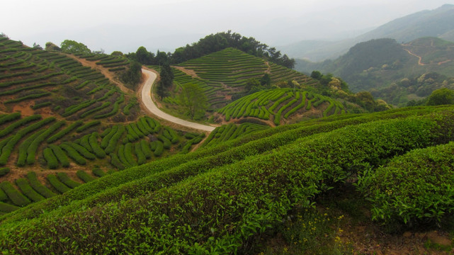 绿色茶山