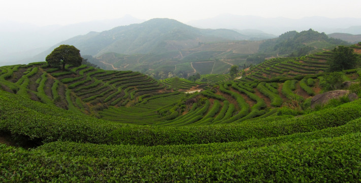 绿色茶山